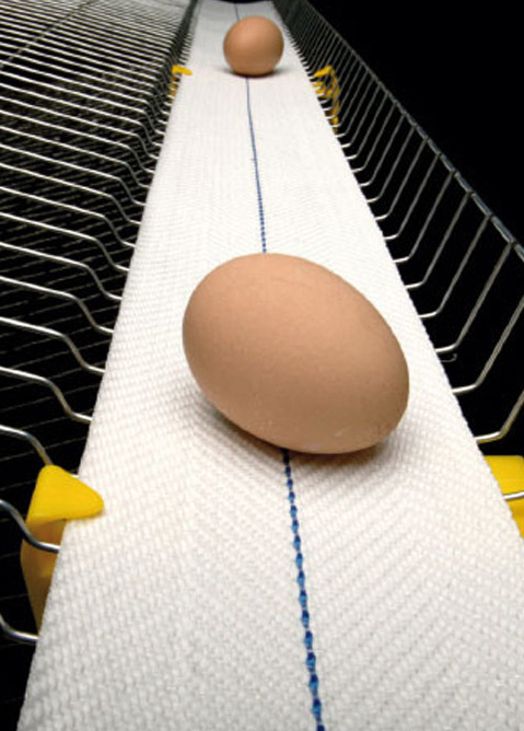 Egg Belter